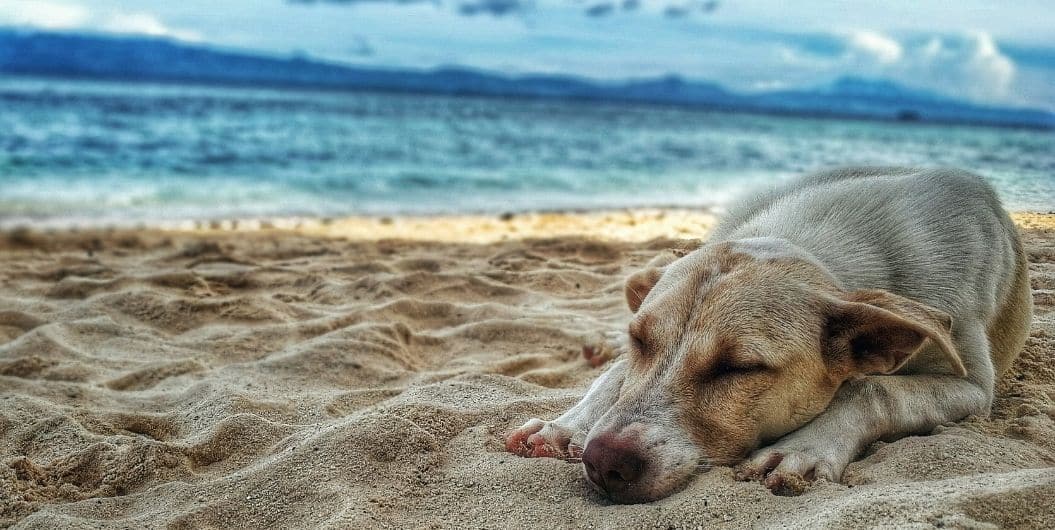 dog sleeping by the beach