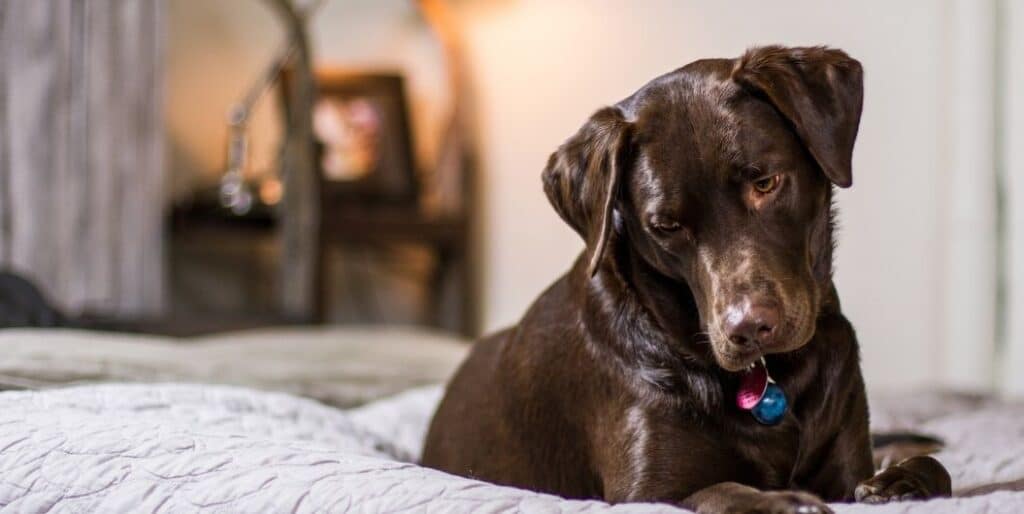 brown labrador retriever on bed