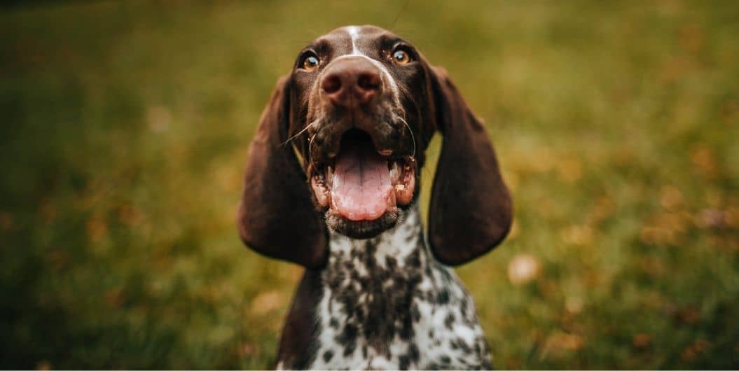 brown spotted dog