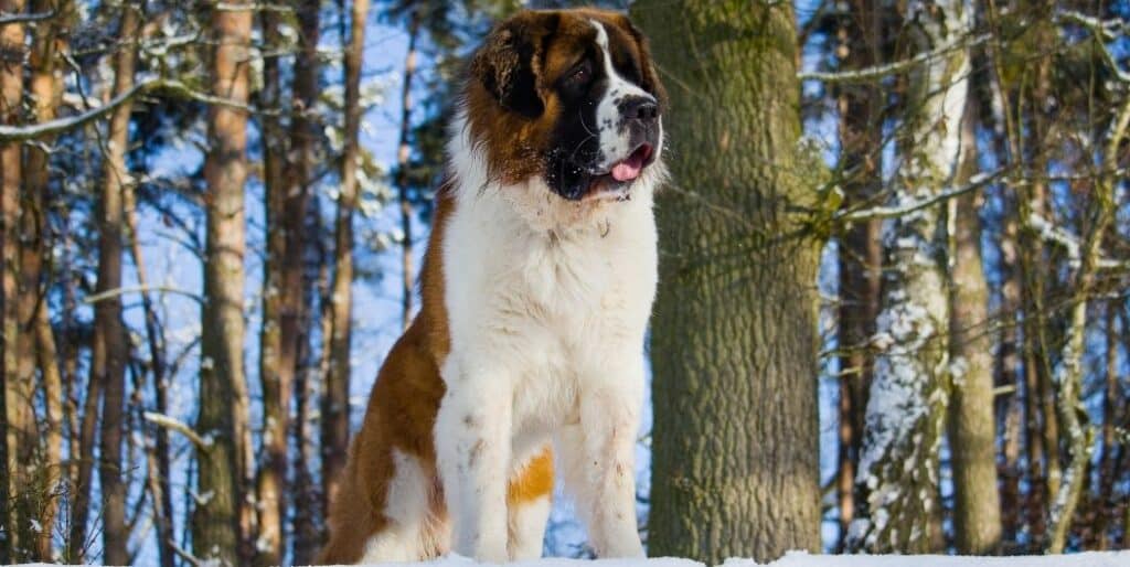 st. bernard dog