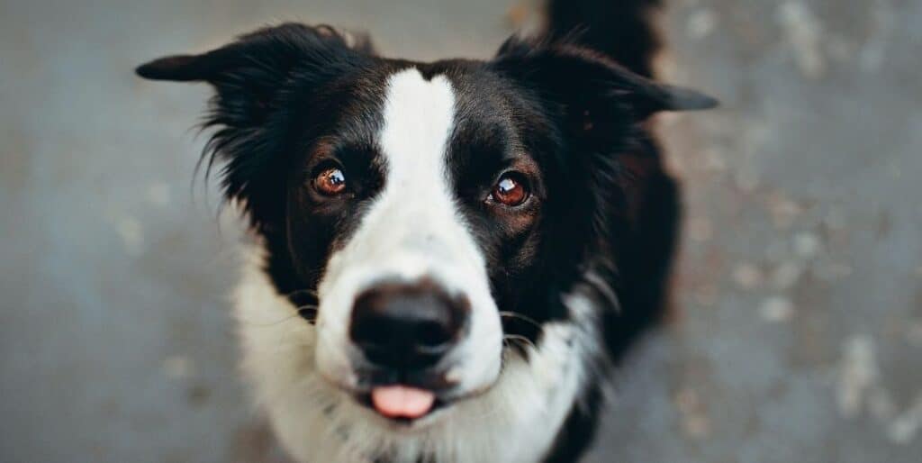 dog with tongue out