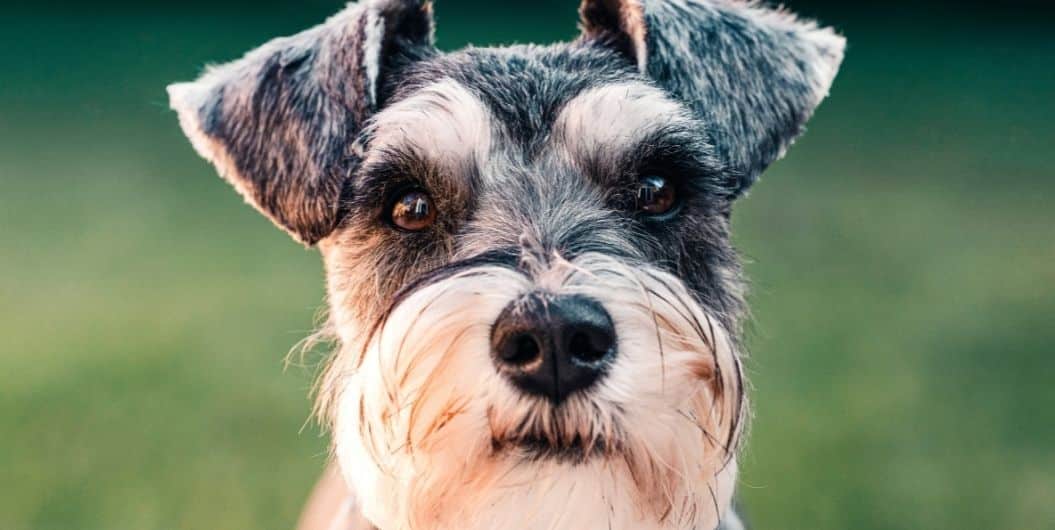 schnauzer