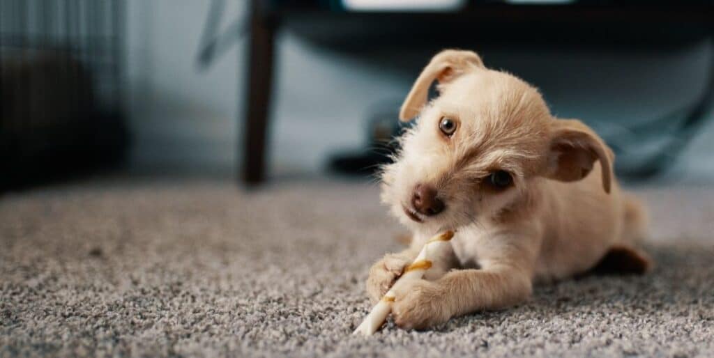 puppy playing a stick