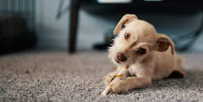 How Do I Choose the Best Dog Flea Treatment?