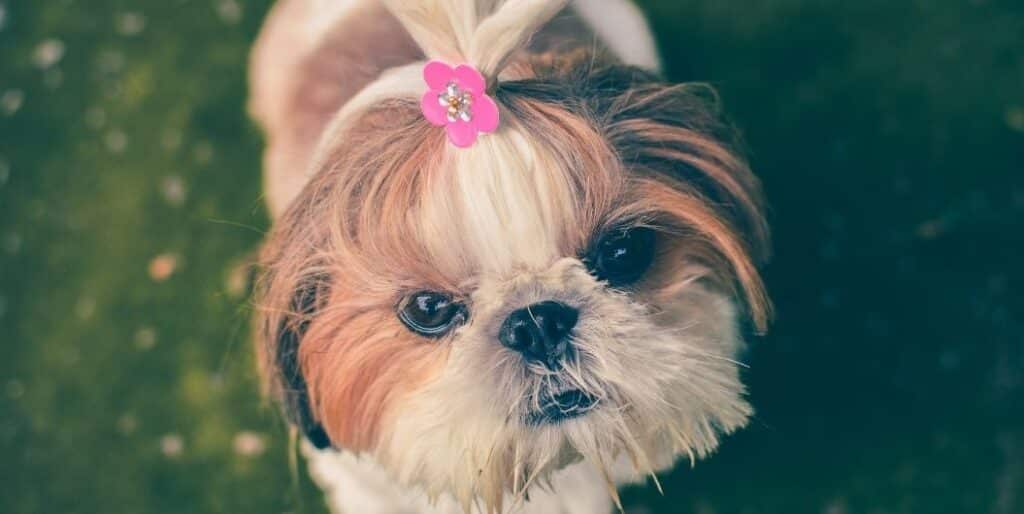 purse dog with hair tie