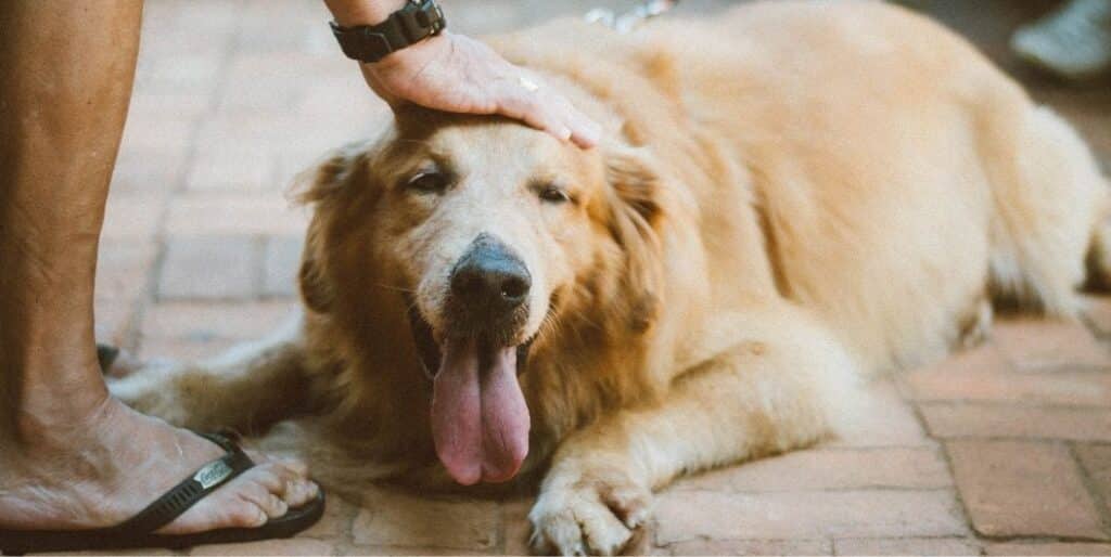 old golden retriever