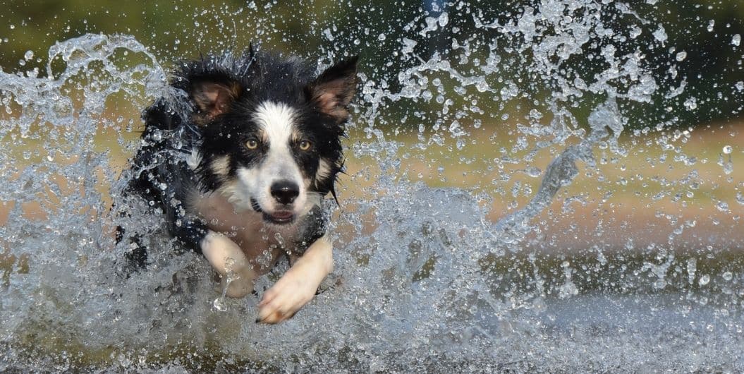 dog running on water