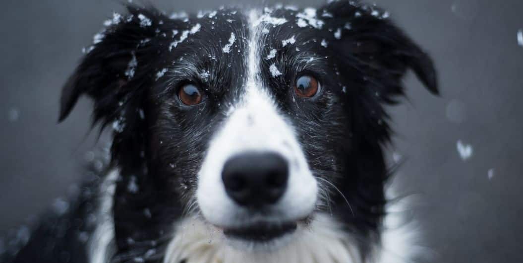 dog with snow on the head