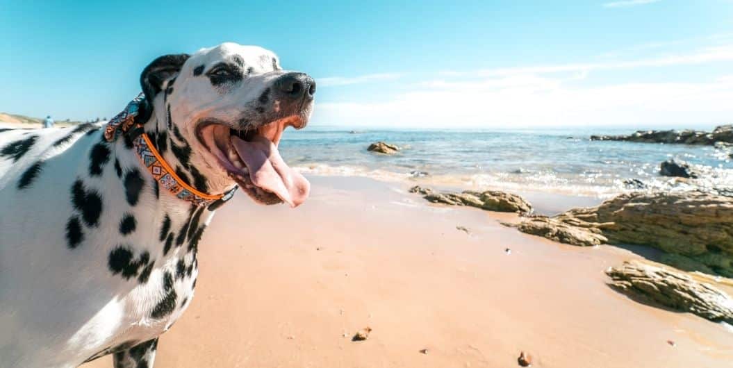 dog by the beach