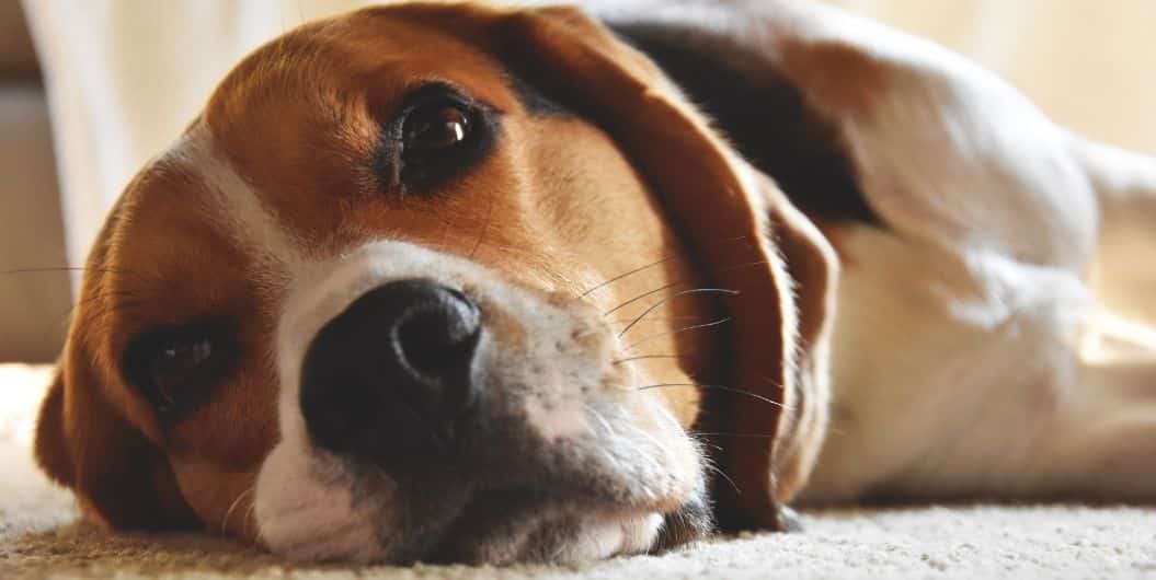 beagle laying down