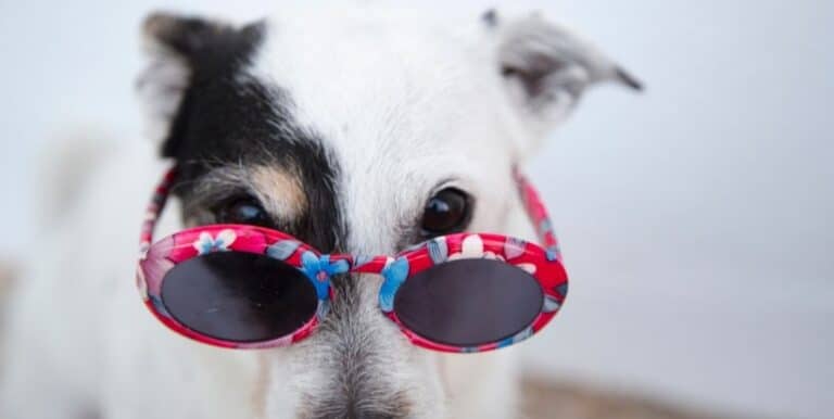 Can I Really Buy Sunglasses for my Dog?