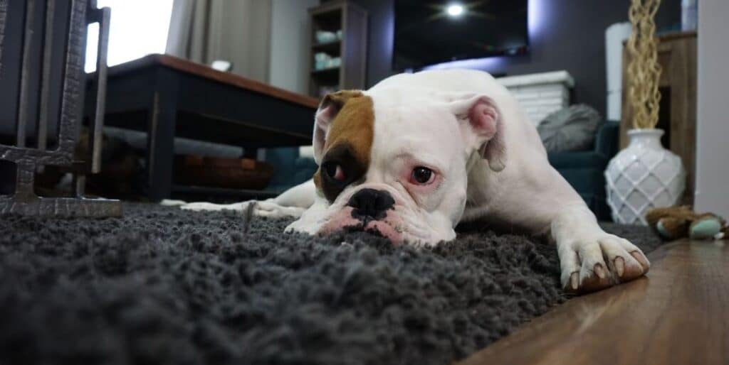 bulldog laying on a rug