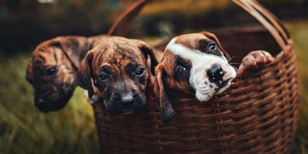three puppies in a basket