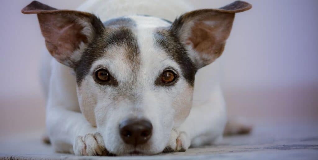 dog with head on his paws