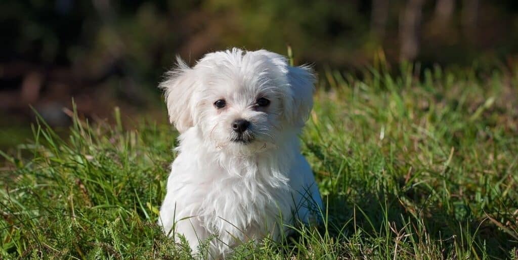 white maltese puppy