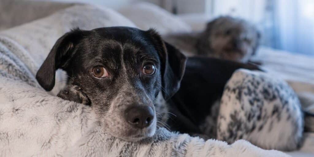 dog on a bed