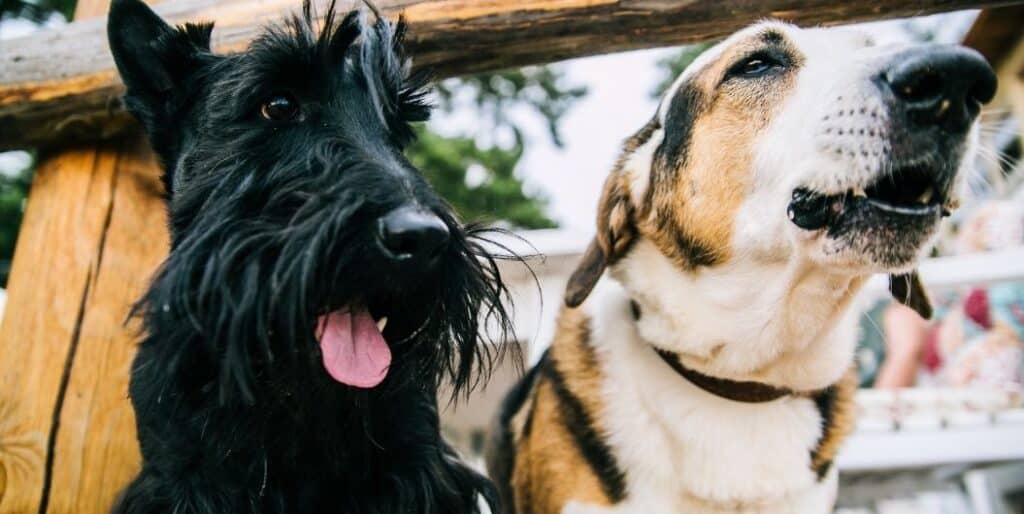 two panting dogs