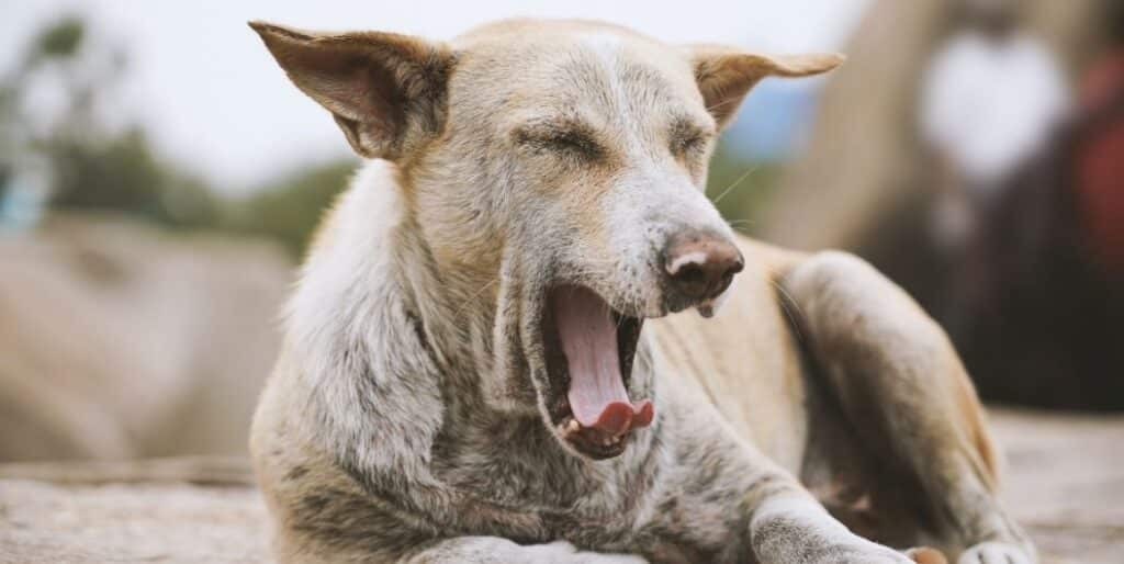 dog yawning