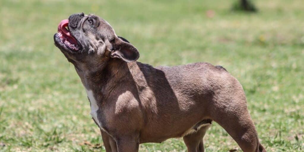 brown French bulldog