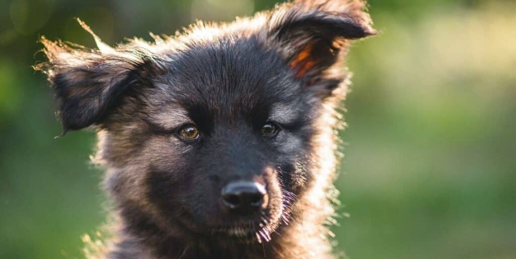 german shepherd puppy