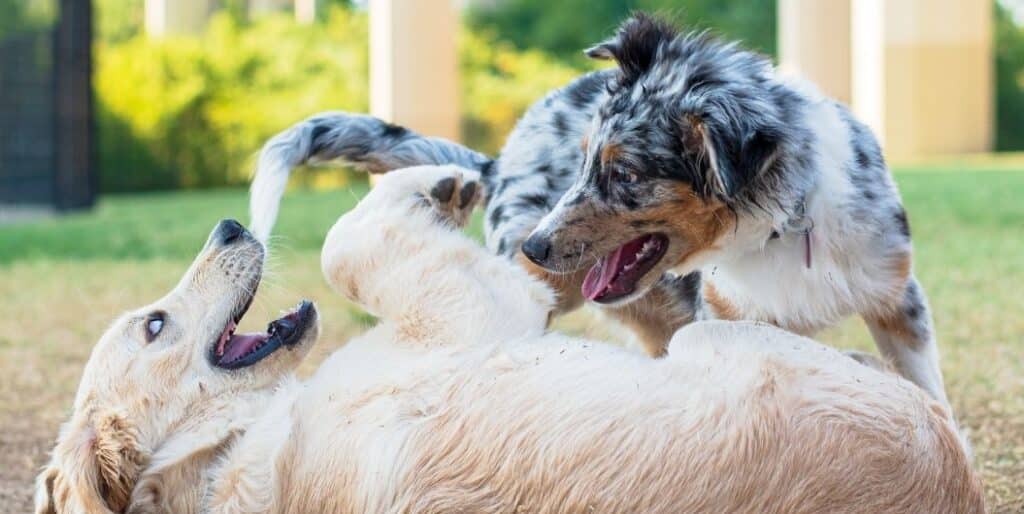 two dogs playing