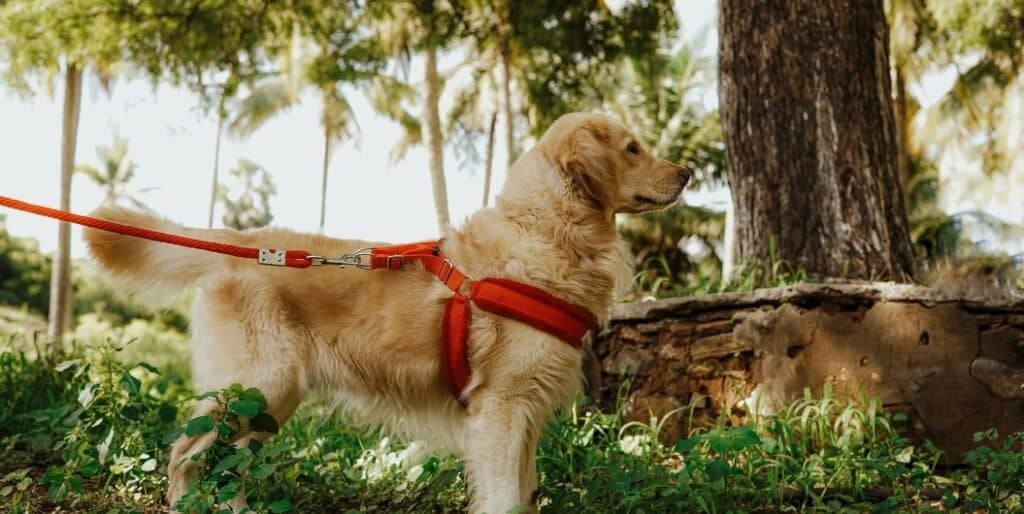 golden retriever wearing a leash