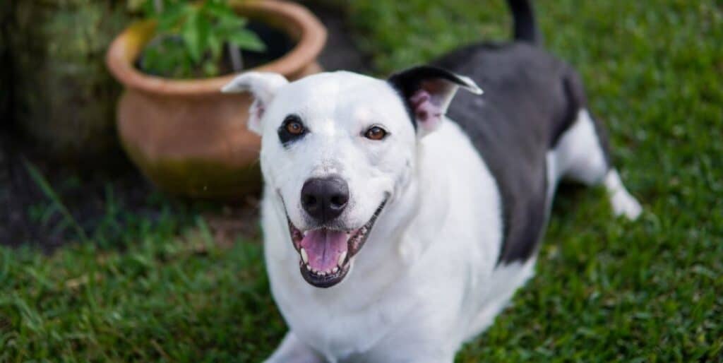 black and white dog