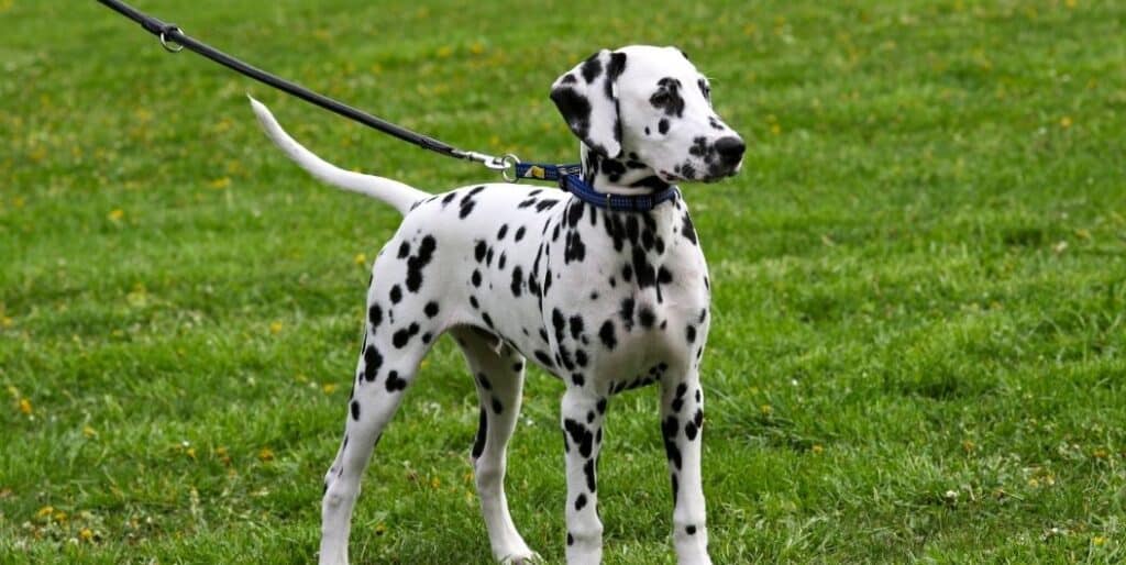 dalmatian dog on a leash