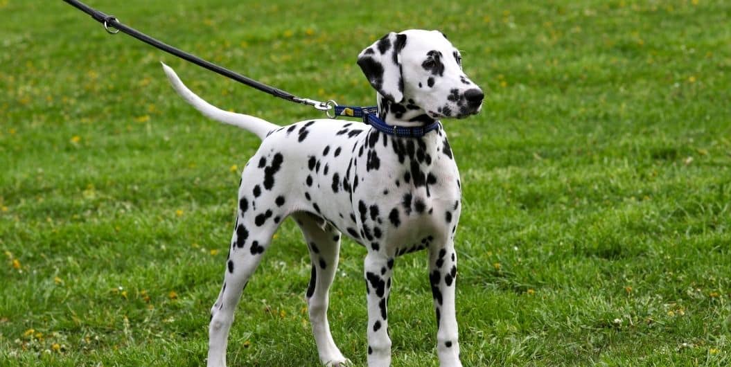 dalmatian on a leash