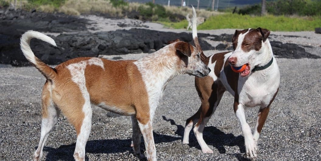 two dogs playing