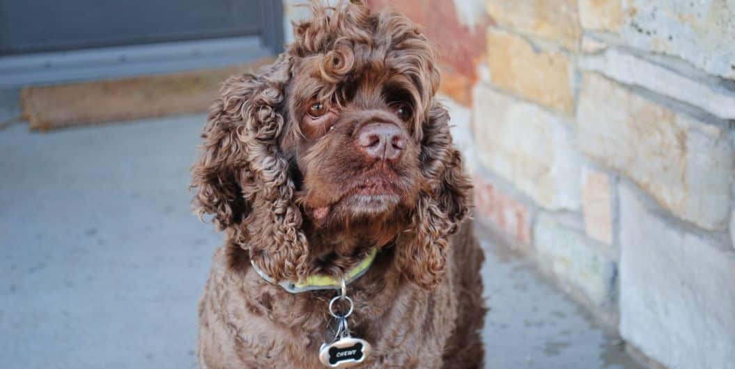 brown poodle