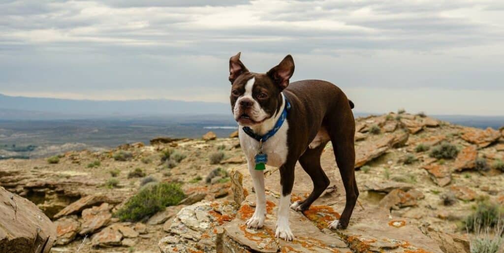 dog standing on a rock