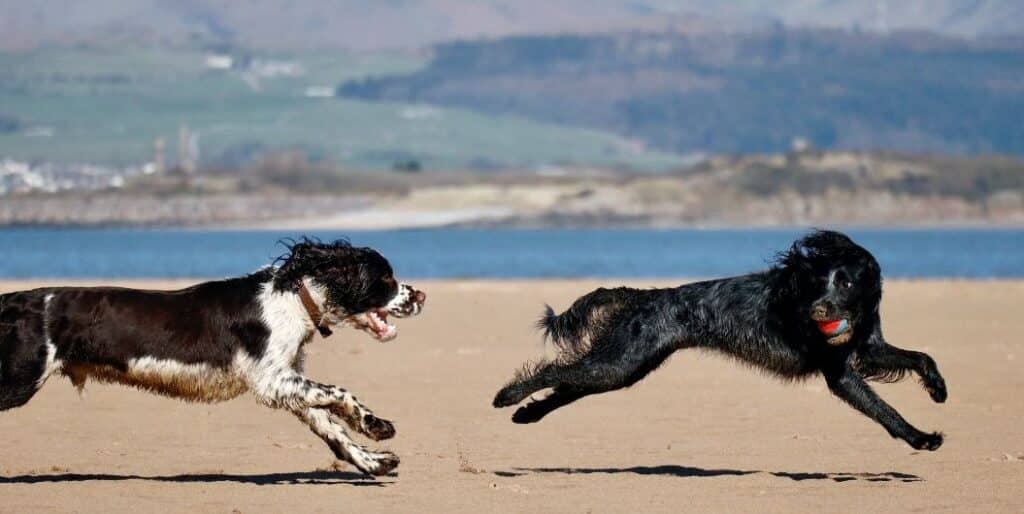 two dogs running on the beach