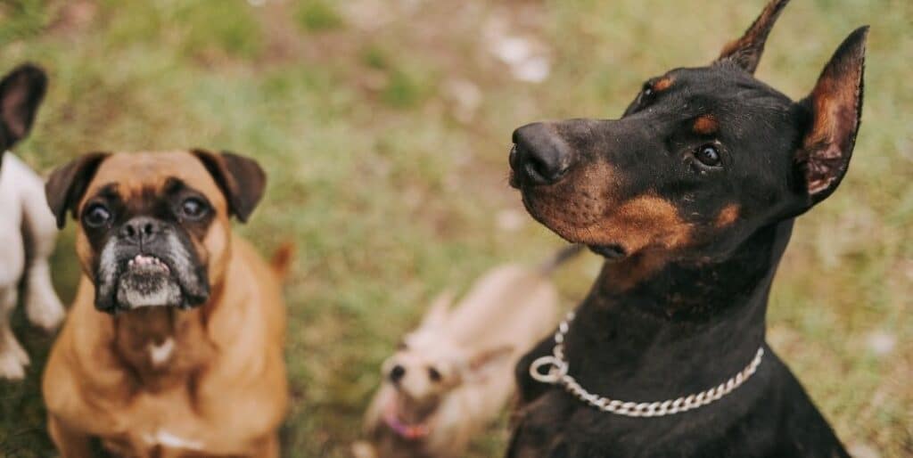 attentive group of dogs