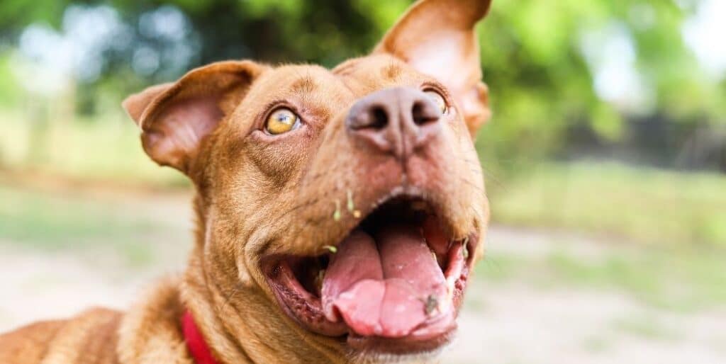 brown dog with mouth open