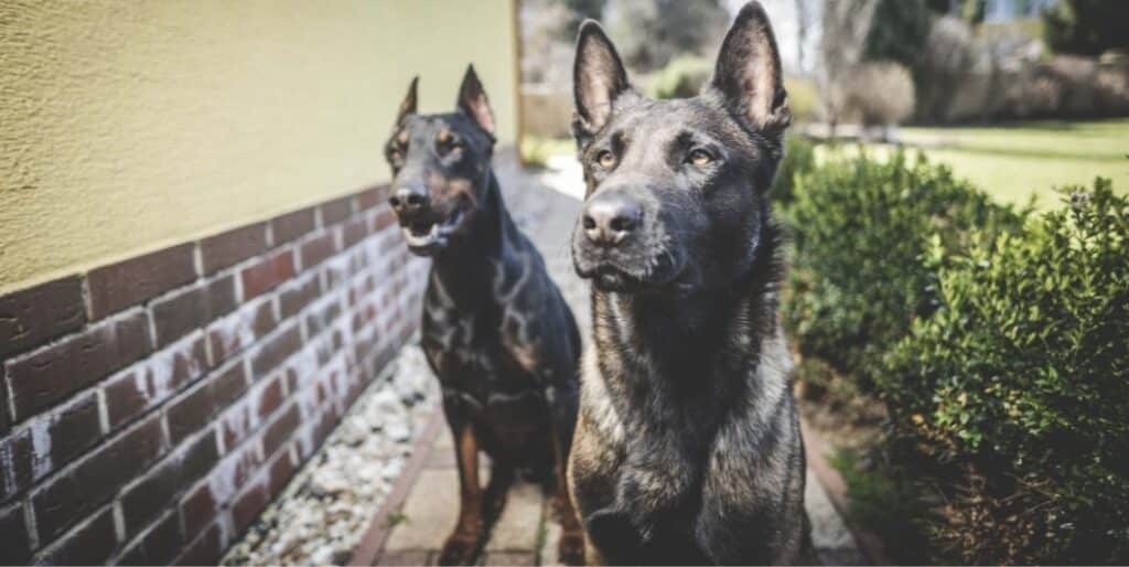 two black guard dogs