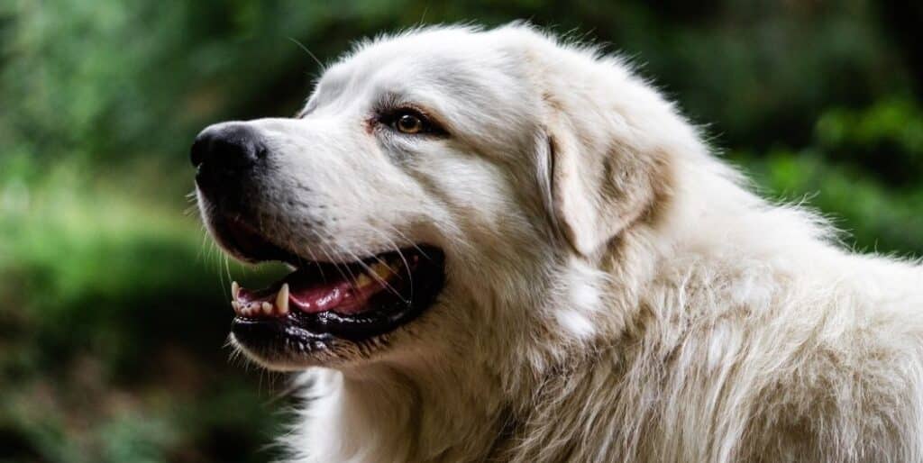 side view of a white dog