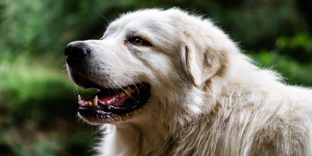 are polish tatra sheepdog noisy