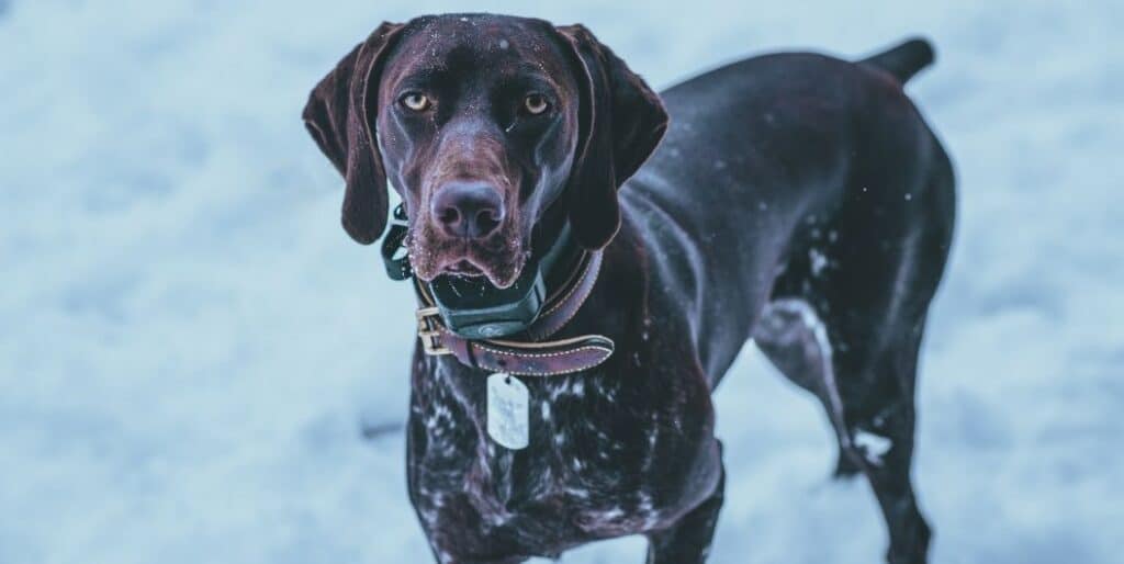dog standing on snow