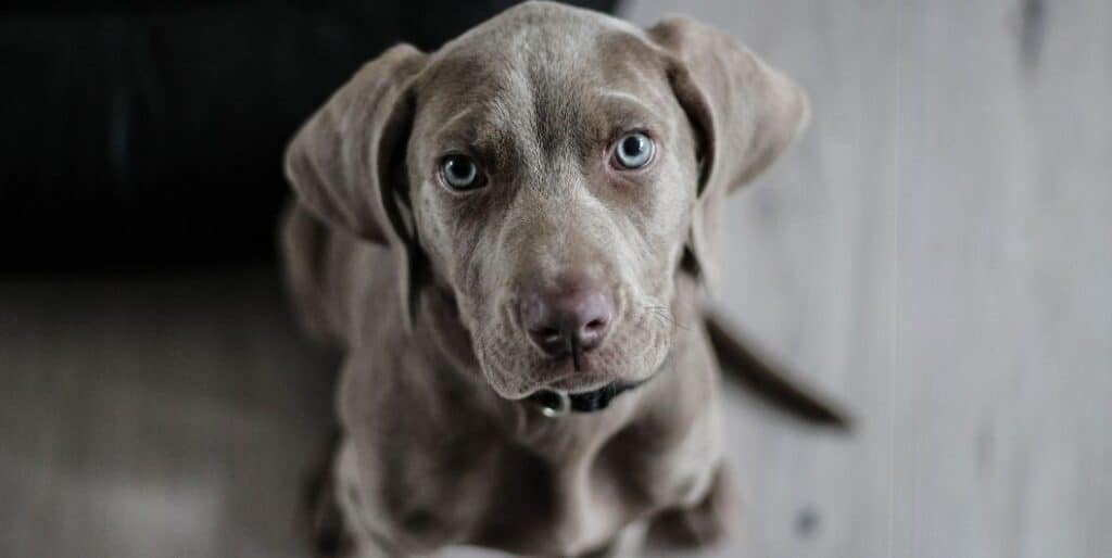 gorgeous grey dog