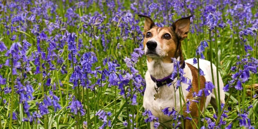 dog in a flower field