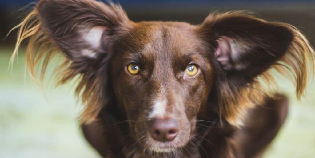 gorgeous brown dog