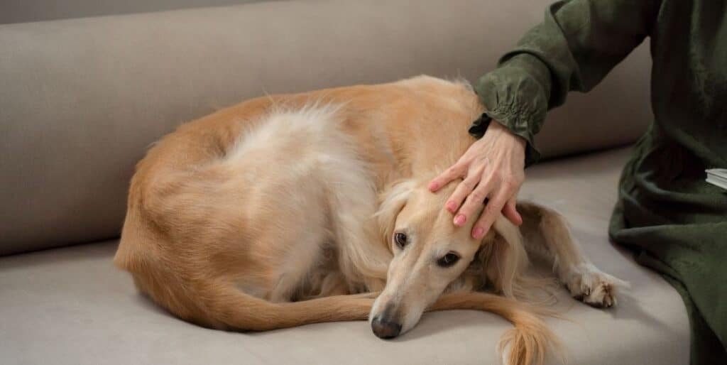 brown greyhound on couch