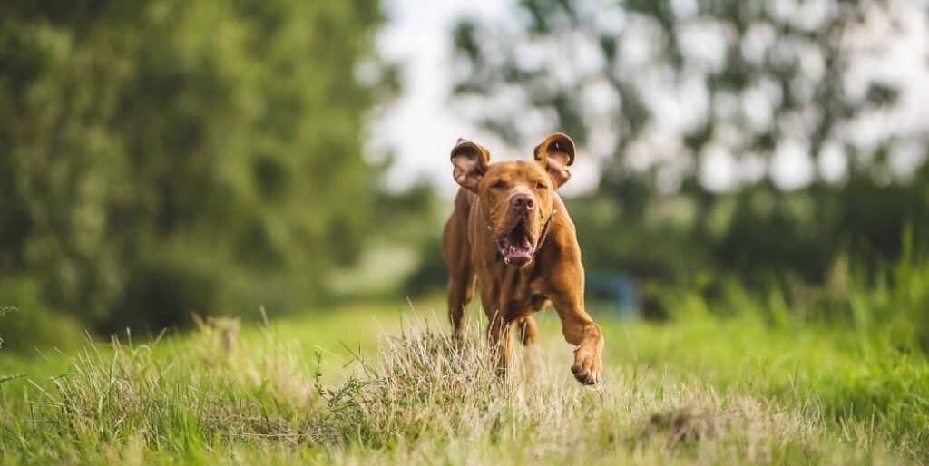 brown dog running