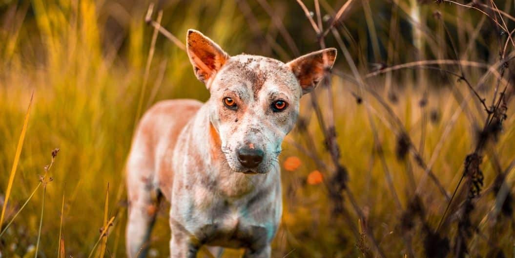 What are the Different Types of Endangered Dogs?