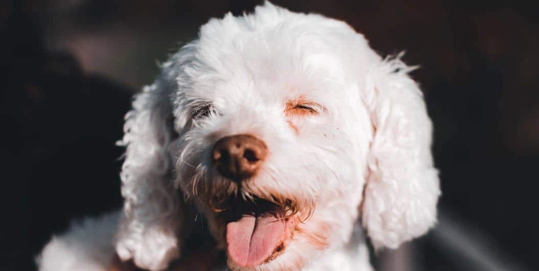 white puppy