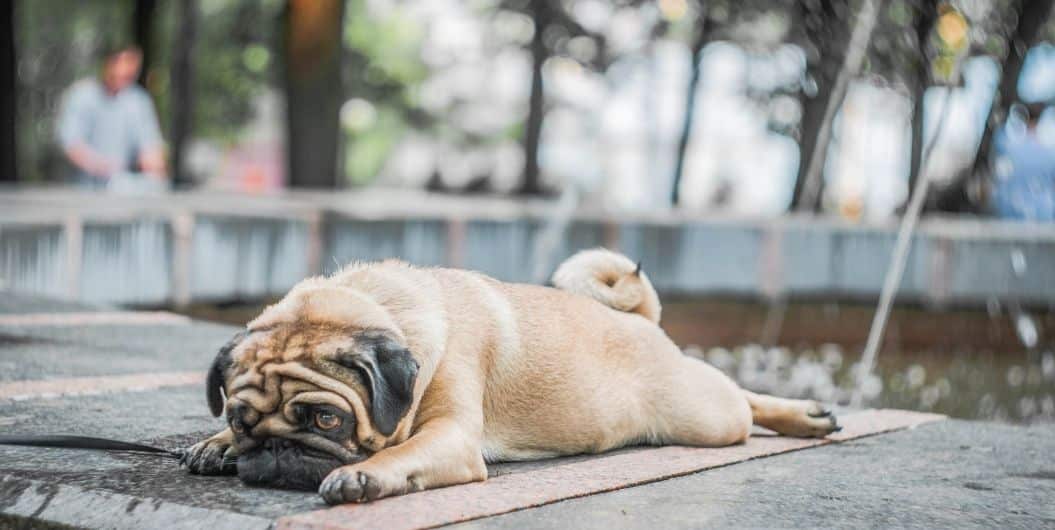 pug on deck