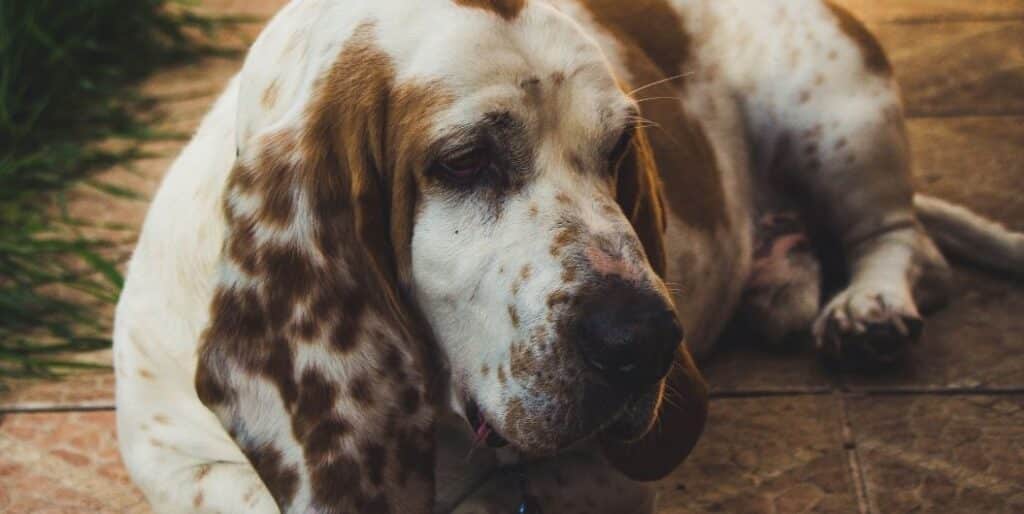 spotted basset hound