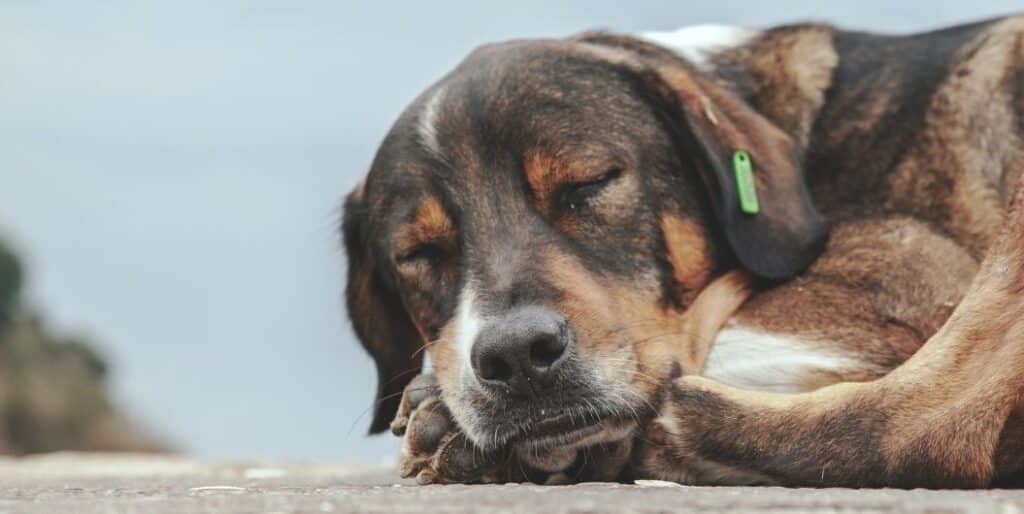 sleeping brown dog