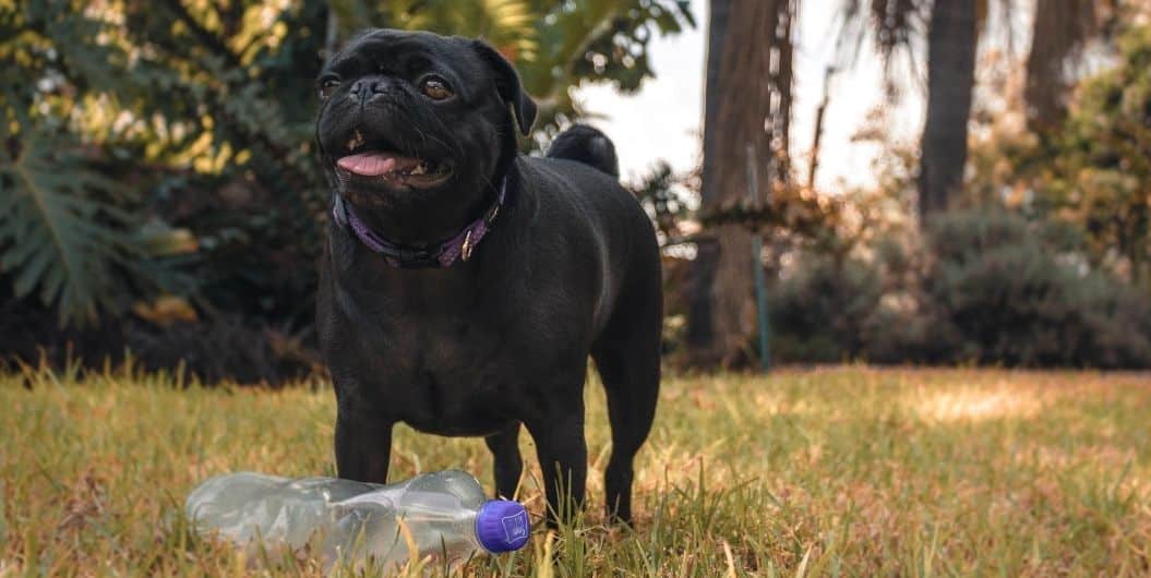 black pug